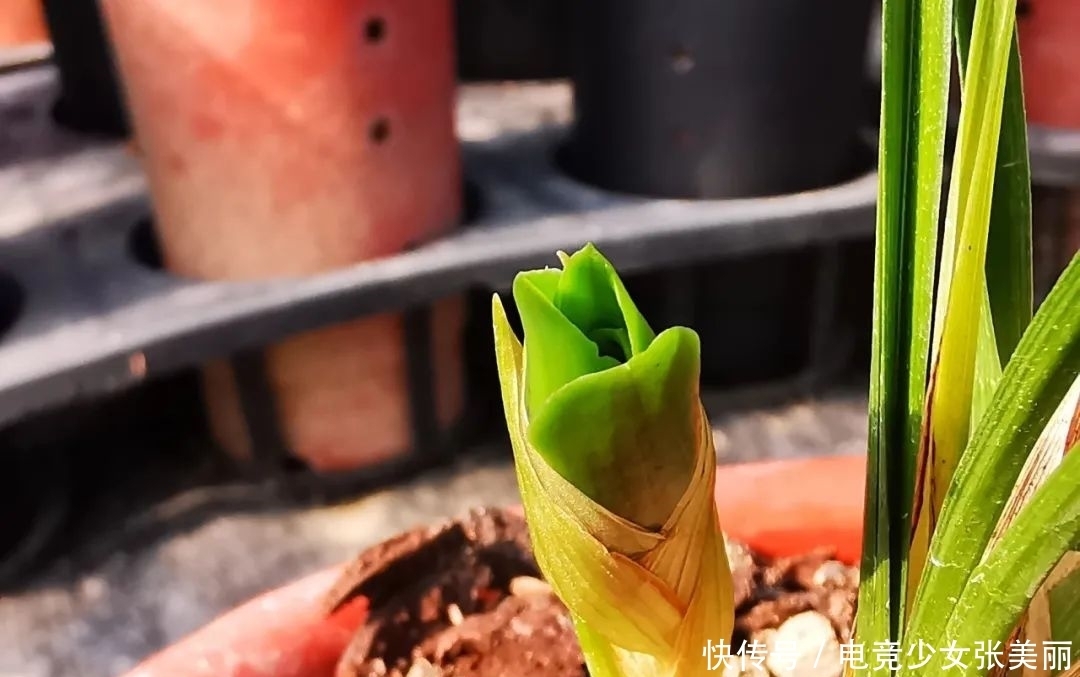 兰花花蕾掉了是什么原因？这三种情况最多见，蕙兰更要注意