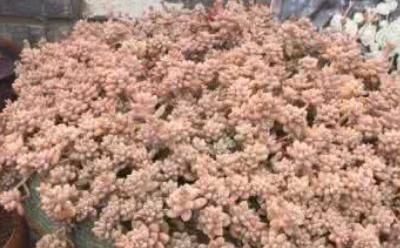 为何别人的肉肉轻松就爆盆,原来他们种了这种会生“宝宝”的多肉