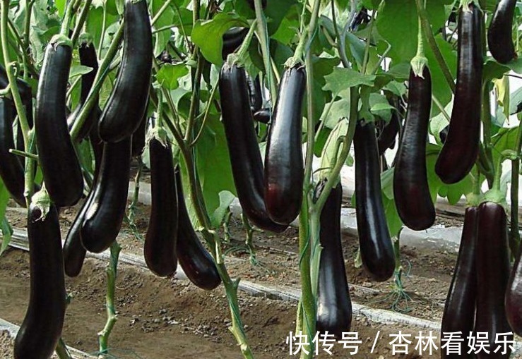 女人|女人怀孕后,尽量少吃以下3种蔬菜,对自己和胎宝都有影响