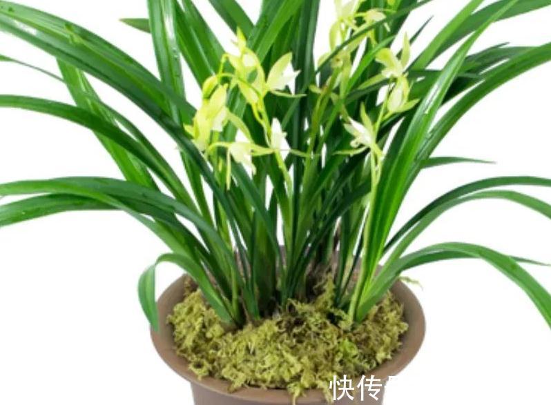 10大漂亮花,值得冬天养一盆,好养易开花,盆盆爆花