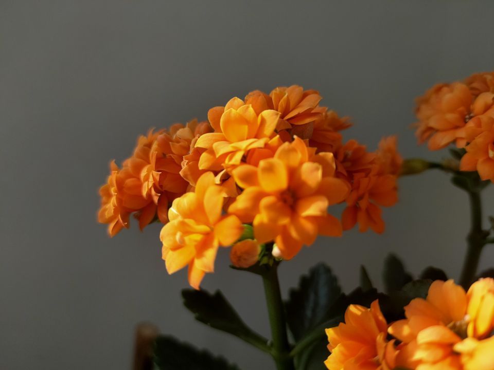 长寿花在打花骨朵的时候,养护做到4点,开花满盆并不难