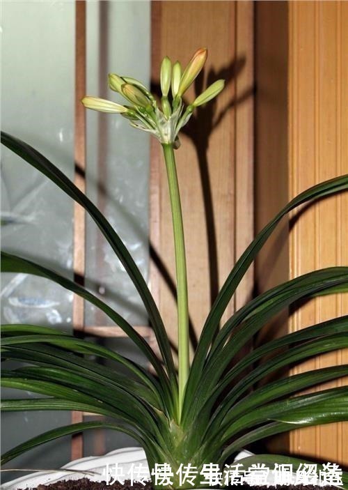 浇水|退休老人养君子兰,花箭长到60厘米高,只用了1种土和1种水!