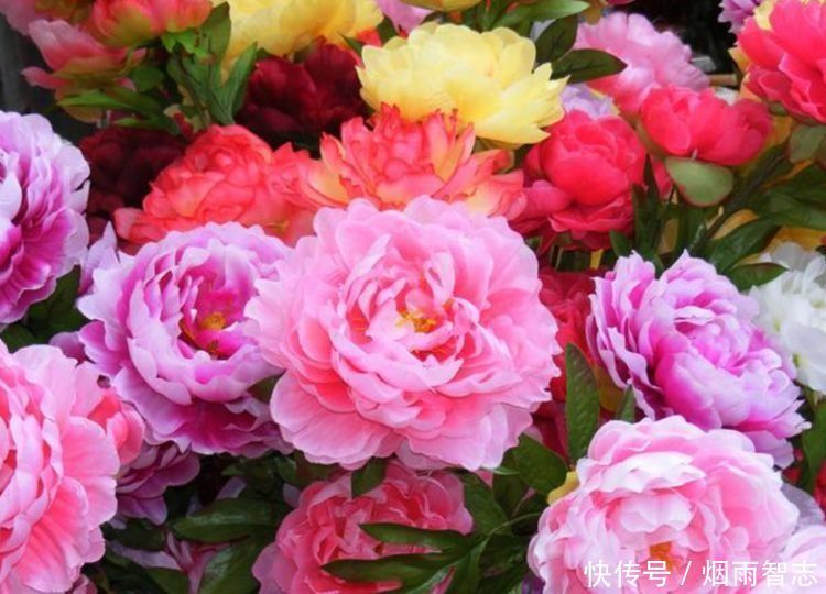 4种花超美的,堪称开花机器,养在阳台极美了