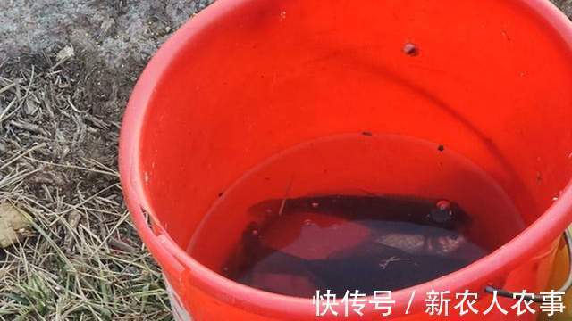 山东一河流入海口成天然黑坑,钓鱼人蜂拥而至,鱼获到底怎么样?