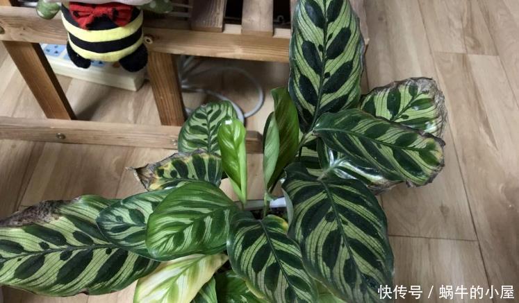 养殖|夏天,这4个地方不合适养花,该早点转移!