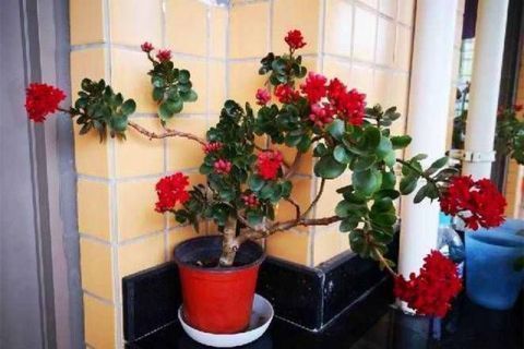 茉莉花|花市碰上这几种“花老桩”,便宜也不能入手,带回家养不活不开花