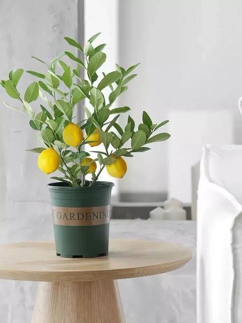 想让家里“病菌”少,就养五种植物,漂亮又好养!