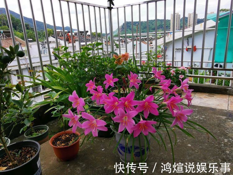 喜欢玫瑰,不如养盆“牡丹名品”岛大臣,花色红颜,花枝招展!