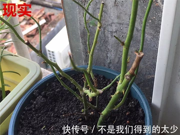 养花技巧最难养的花，买多少死多少，想想就生气！