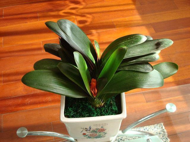 君子兰|大爷养君子兰, 秘密全在盆底,花箭头上长花苞,叶子油亮亮!