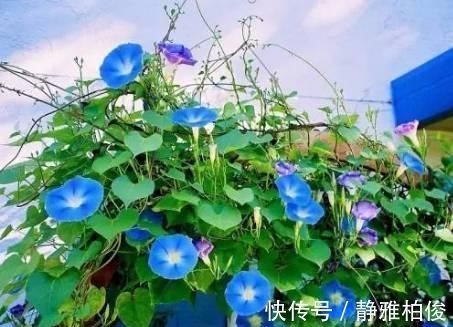 养护|这5种花种在家里一不小心就变成了花海