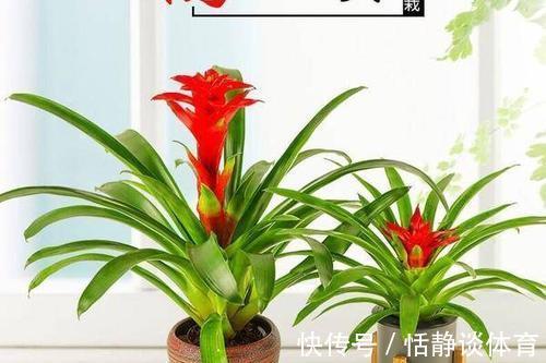寓意吉祥的“五种花”，好养又吉祥，是打造高端家居的不二选择
