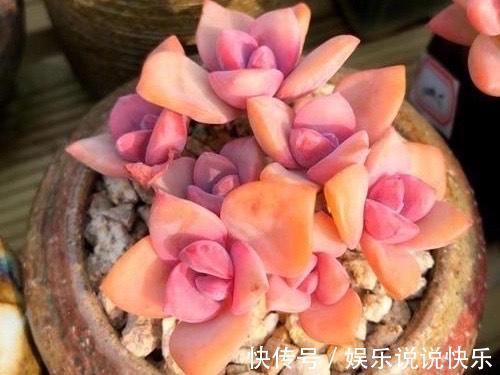 精致版|多肉彩虹糖，精致版的紫乐，容易上色喜欢群生，新手也可以放心养