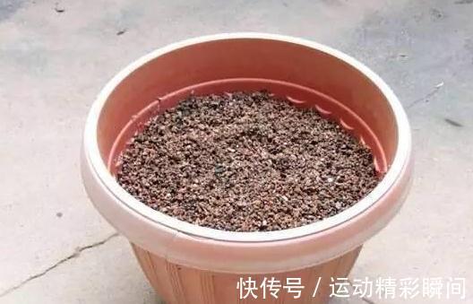 多肉|煤渣确实可以养多肉,但是你要注意这几点