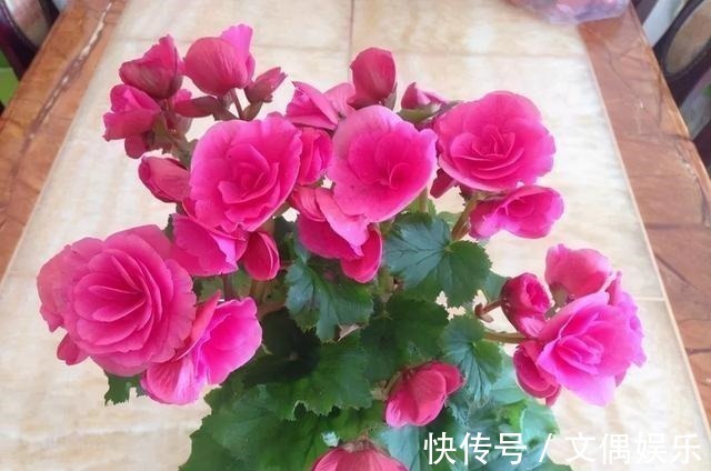 被称为“夏必死”的8种花,我却喜欢买一些,因为能“省”不少钱