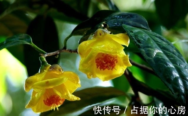 花朵|此花被誉为“植物黄金”，营养丰富，家里养一盆观赏食用皆可