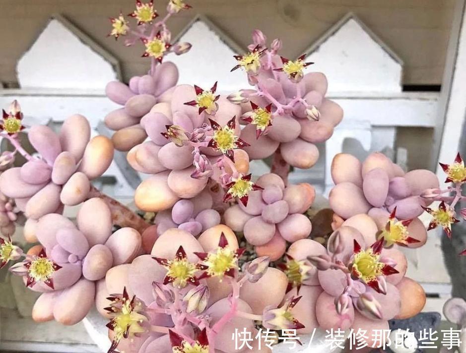 多肉植物里的“仙女”桃蛋,居家盆栽,该注意什么地方?