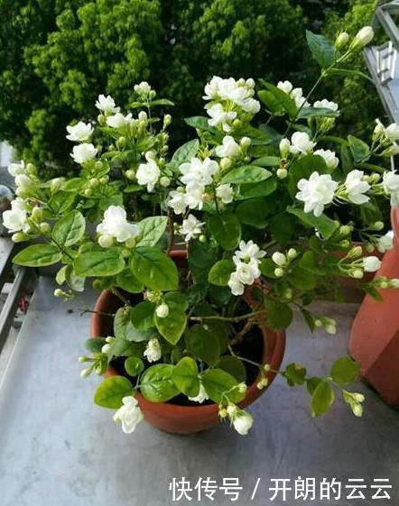 这些花,命太大,成桶成桶喝水,烈日下开花,开爆整个夏天