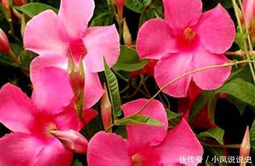 家养几种植物，开花美长势旺，阳台开出花海