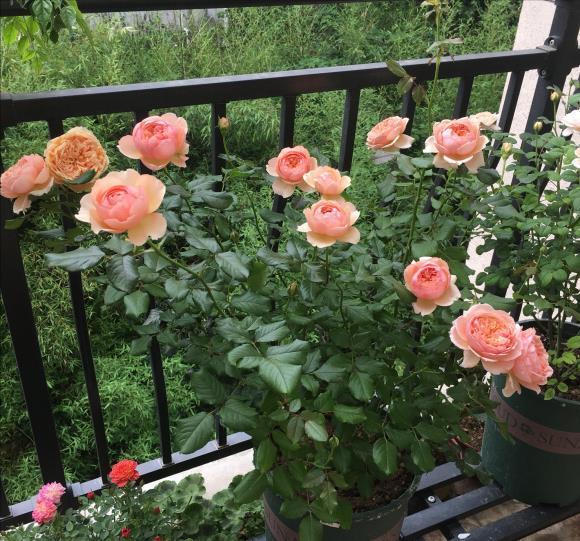 病菌|养花必备的杀菌剂,到底怎么用?多菌灵只是“初级”,黄叶不管用