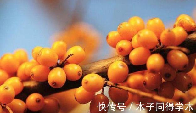 美容|女性爱美常吃的食物，美容护肤，排毒润燥，促进睡眠，气色好