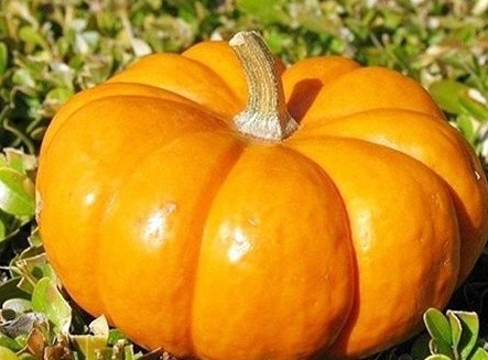 膳食纤维|吃南瓜是降糖,还是升糖,不要相信不靠谱的传言,要相信科学