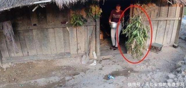 进去|老挝女性在门口挂树枝，这代表什么意思？看到后不要轻易进去了！