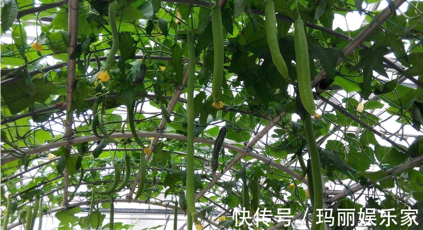 维生素c|50岁后男性常吃三种瓜，常做三件事，前列腺会健康