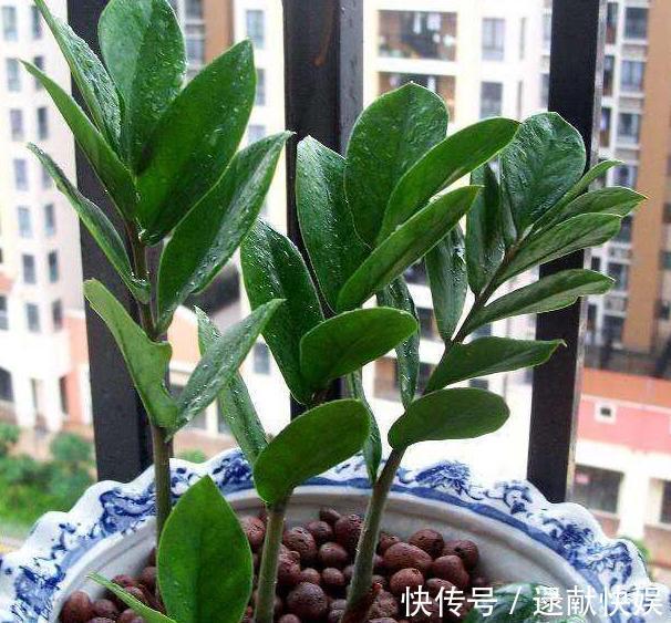 喜欢养殖花草植物，怕管理难新手扦插此3种分分钟收获多盆