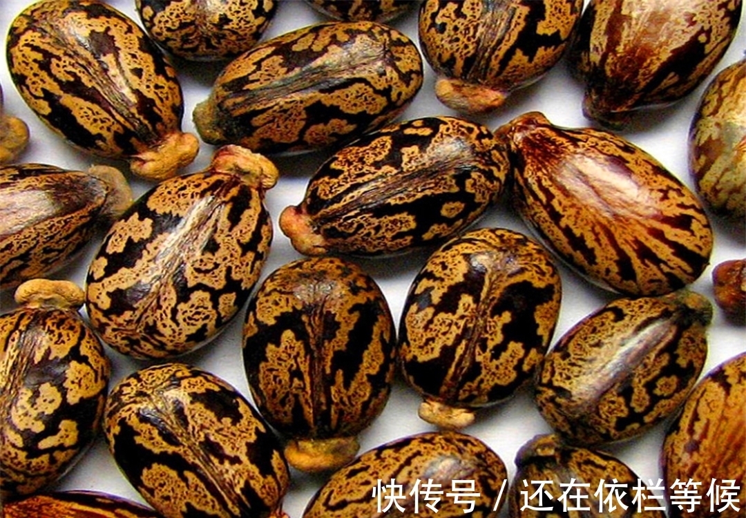毒药|农村常见的蓖麻,却是暗杀界完美毒药,很多人小时候吃过玩过