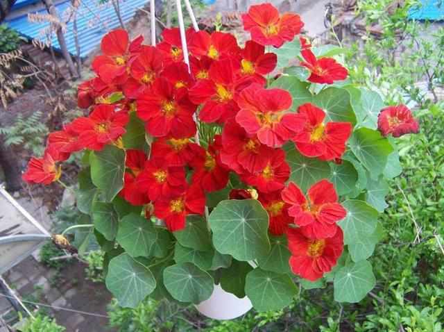 有种花比吊兰好养,叶片比荷叶好看,冬季也开花