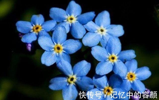 此花小巧醒目美丽 给人一种可爱而难忘的感觉 代表忠诚不变的心 快资讯 此花小巧醒目美丽 给人一种可爱而难忘的感觉 代表忠诚不变的心 快资讯