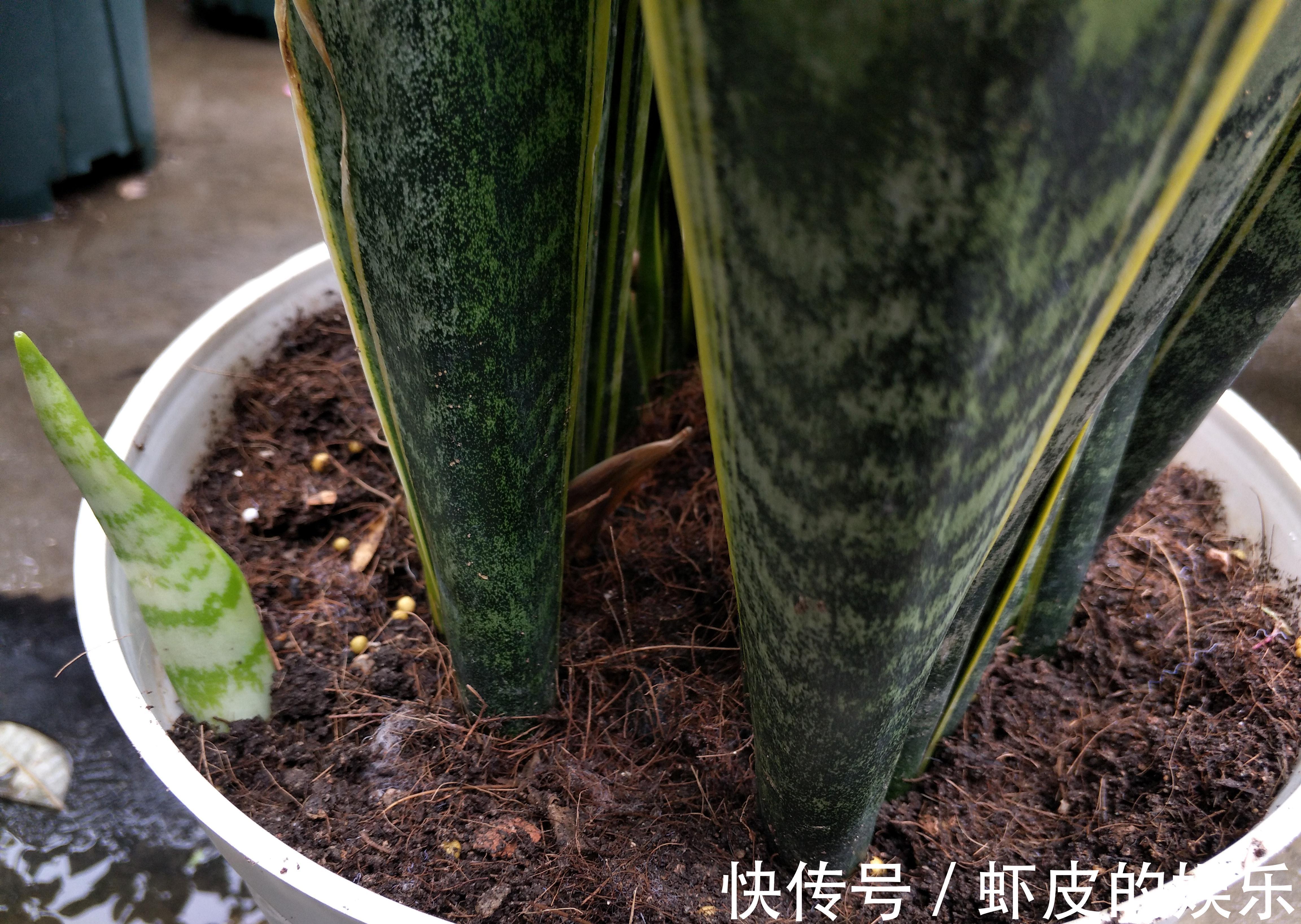 养虎皮兰,先了解它三喜三怕的习性,长势快,爆芽多