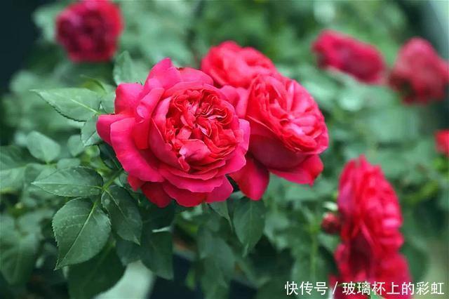 红色龙沙宝石月季花蕾打不开,这个原因很容易被花友忽视