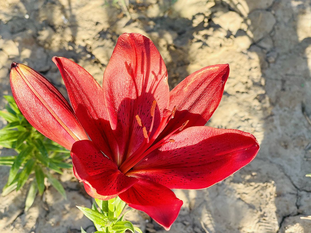 花海|必打卡！临河这些花海已盛开