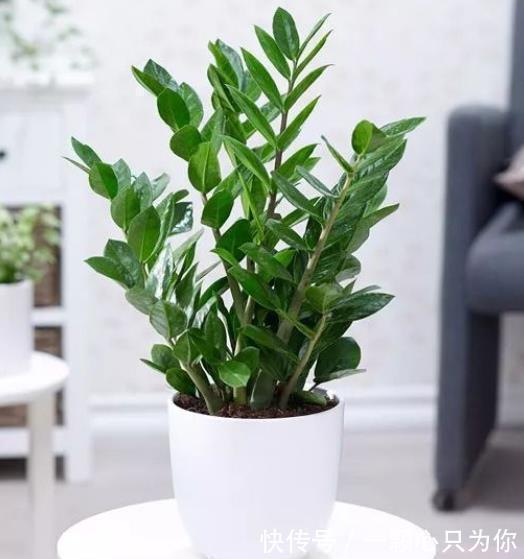 漂亮|6种自己带“钱”的漂亮花,皮实好养招财吉祥,摆在家里上档次