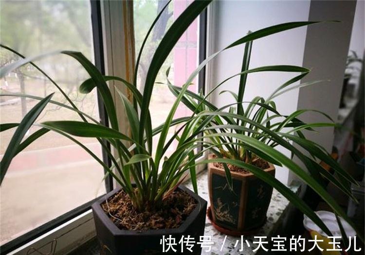 5个兰花浇水小技巧,防根腐,催根壮,简单实用,一学就会