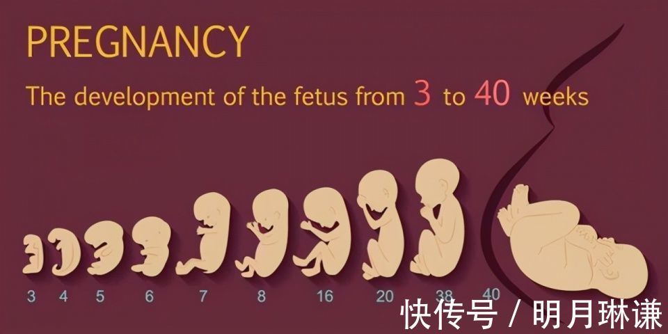 皮下脂肪|组图了解胎儿在子宫中的生长过程,生命太奇妙了!准爸妈们看看