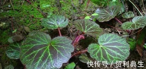 虎耳草|农村一植物，是治疗痔疮，冻疮的良药，市场上三十元一斤