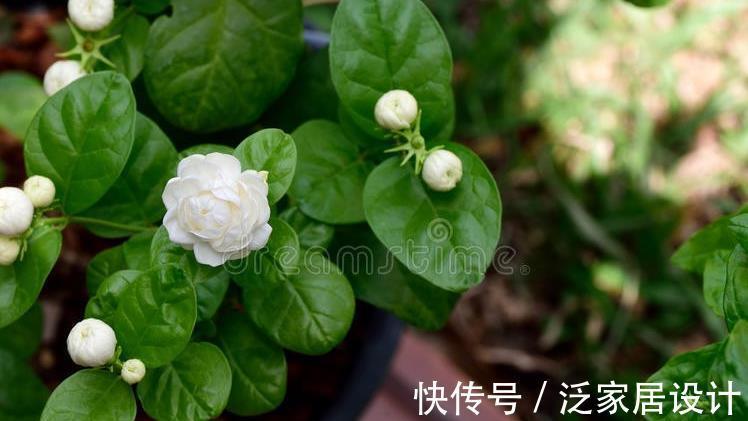 喝水|五种花天热特别能喝水,缺水叶子就发黄枯萎,别怕浇水多