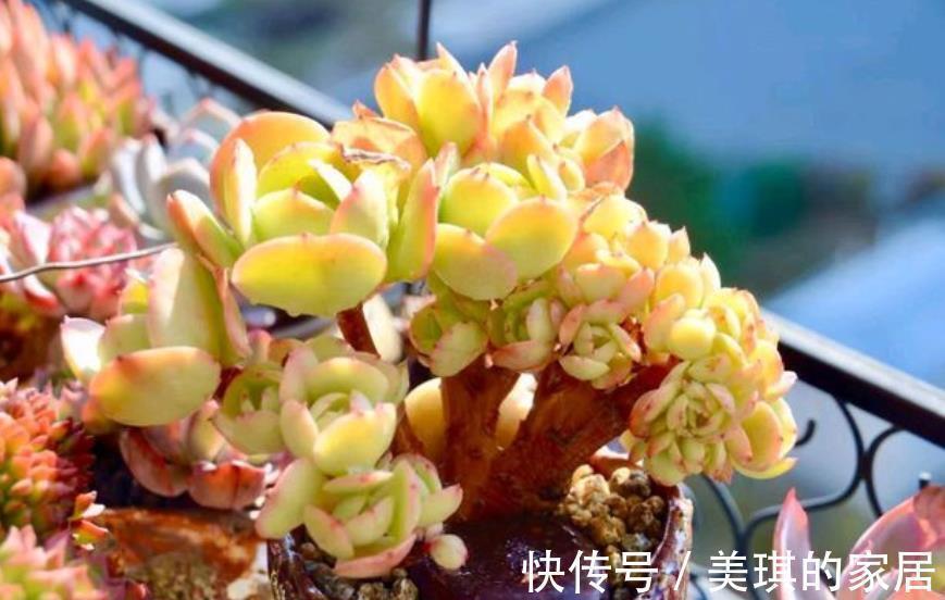 多肉碧桃|10月后养多肉碧桃,了解掌握4个要点,根茎健壮叶肥美