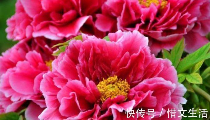 颜值超高的几款花,沾土就活,不仅好养而且寓意也好