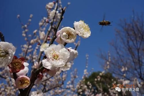 老年|花红柳绿春意闹 游人踏青赏花忙