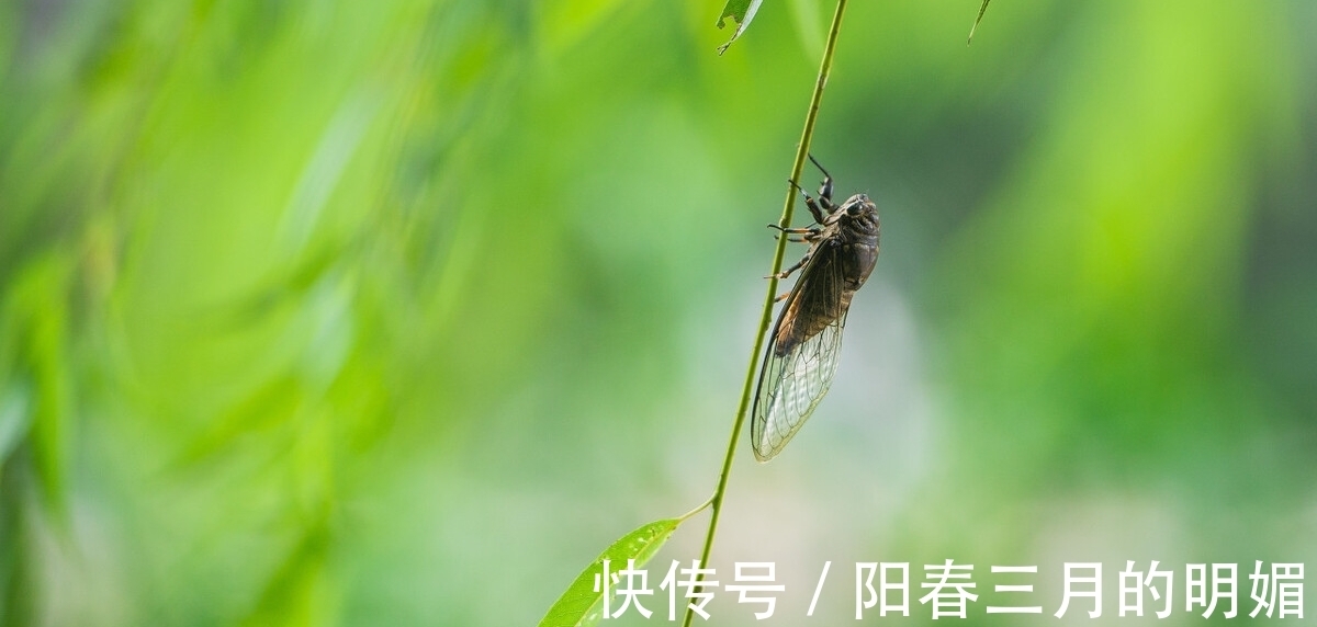 古人|初读不识诗中意,读懂亦是诗中人。读回乡偶书,品古人乡愁