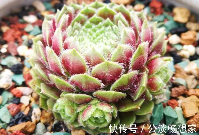 1种多肉“最好养”,零下20℃冻不死,雪地里“照常”生长