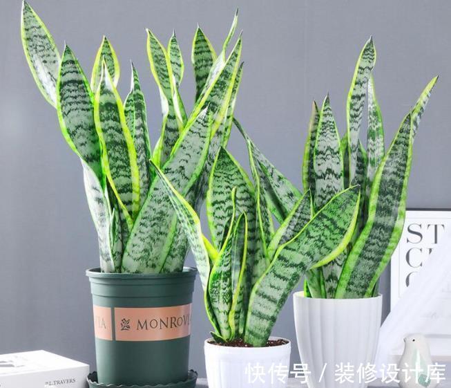 秋天养虎皮兰,了解掌握3个要点,不黄叶不发卷,长出侧芽养爆盆