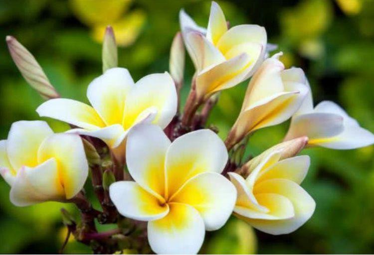 这些花卉美过玫瑰,一年四季花开不停,添绿意清空气,格调品味高