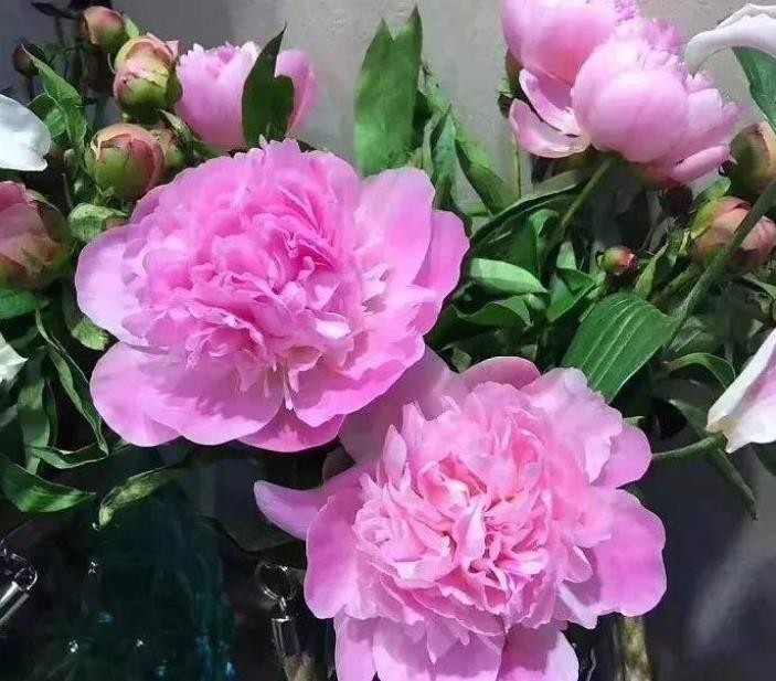 盆栽|3款值得盆栽的“长期花”,年年开花200多天,花朵个大色泽艳丽