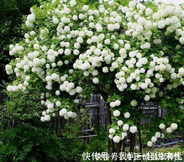 院子|有院子不能错过的3种花，冬天养，明年春开花！
