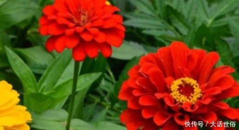 快要临近夏天,这3种花号称“热不死”,天越热花开的越旺